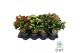 Hypericum Mixtray 