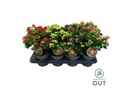 Hypericum Mixtray