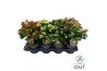 Hypericum Mixtray