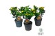 Hypericum Mixtray 