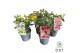 Hypericum Mixtray 