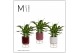 Spathiphyllum chopin 3+ bloem - Emma keramiek, Rich love 
