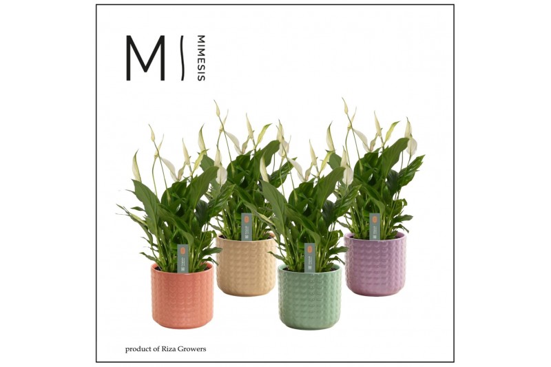 Spathiphyllum chopin 3+ bloem - Kaya keramiek, Craft world 