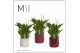 Spathiphyllum chopin 8+ bloem - Liam keramiek, Rich Love - Essential 