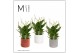 Spathiphyllum bellini 8+ bloem - Katie keramiek, Stone touch - Essenti 