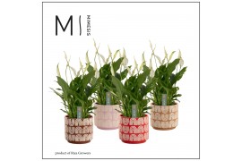 Spathiphyllum bellini 8+ bloem - Maartje keramiek, Craft world - Decor