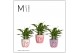 Spathiphyllum bellini 8+ bloem - Sweet keramiek, Party love 