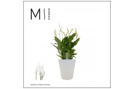 Spathiphyllum bellini 8+ bloem - Wave keramiek, Basic - Decorum