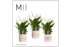 Spathiphyllum bellini 8+ bloem - Estelle keramiek, Craft world
