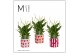 Spathiphyllum bellini 8+ bloem - Noura keramiek, Fun world 