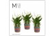 Spathiphyllum bellini 8+ bloem - Tooske mand, Fun world 
