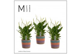 Spathiphyllum bellini 8+ bloem - Tooske mand, Fun world