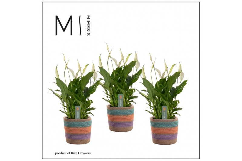 Spathiphyllum bellini 8+ bloem - Tooske mand, Fun world Spathiphyllum bellini 8+ bloem - Tooske mand, Fun world