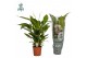 Spathiphyllum vivaldi 2+ bloem - AirSoPure 