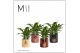 Spathiphyllum chopin 3+ bloem - Manon keramiek, Rich love 