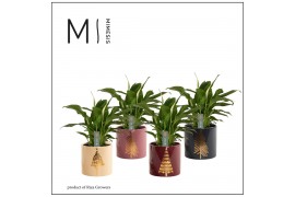 Spathiphyllum chopin 3+ bloem - Manon keramiek, Rich love