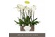 Phalaenopsis wit Bijoux Crystal - 3 tak, 24+ bloem 