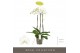 Phalaenopsis wit Bijoux Crystal - 3 tak, 24+ bloem 