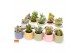 Cactus mix 5 soorten SuPure® - Cactus mix in Sao Paulo 7 spines 