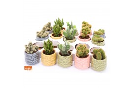 Cactus mix 5 soorten SuPure® - Cactus mix in Sao Paulo 7 spines