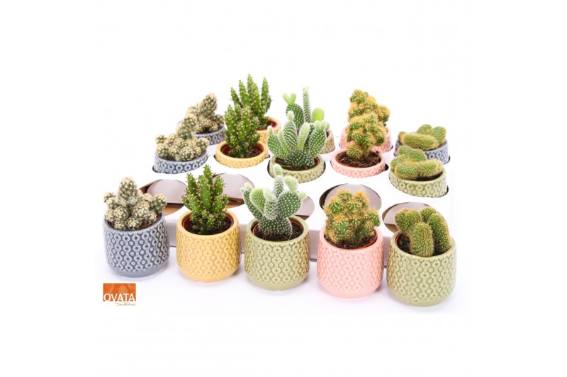 Cactus mix 5 soorten SuPure® - Cactus mix in Sao Paulo 7 spines 