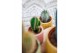 Cactus mix 5 soorten SuPure® - Cactus mix in Sao Paulo 7 spines 