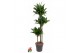 Dracaena fragr. compacta green jewel 90-60-30 