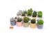 Succulenten mix SuPure® - Succulent mix in Sao Paulo 7 