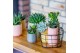 Succulenten mix SuPure® - Succulent mix in Sao Paulo 7 