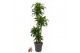 Dracaena fragr. compacta dorado 90-60-30-15 