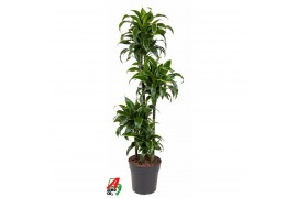 Dracaena fragr. compacta dorado 90-60-30-15