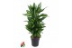 Dracaena fragr. cintho vertakt 