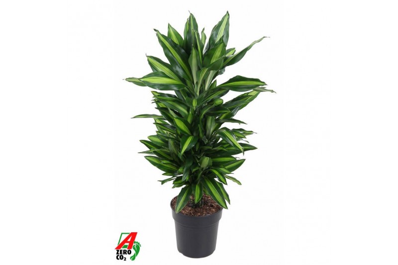 Dracaena fragr. cintho vertakt 