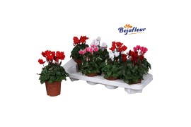 Cyclamen pers. super serie verano mix kleinbloemig