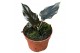 Alocasia black magic 