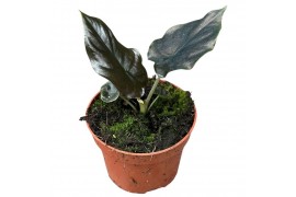 Alocasia black magic