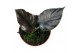 Alocasia black magic 