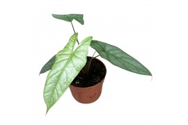Alocasia heterophylla corazon