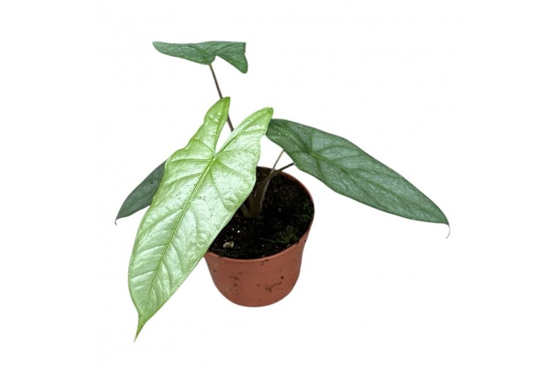 Alocasia heterophylla corazon 