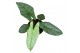Alocasia heterophylla corazon 