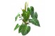 Philodendron splendid mosstok 