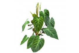 Philodendron splendid mosstok