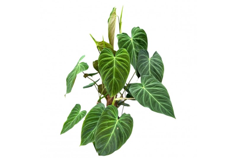 Philodendron splendid mosstok 