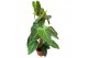 Philodendron splendid mosstok 