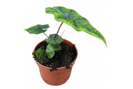 Alocasia Jacklyn