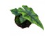 Alocasia Jacklyn 