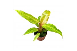 Philodendron Orange Marmalade