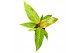 Philodendron Orange Marmalade 