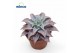 Echeveria Echeveria Madiba overige bl. 