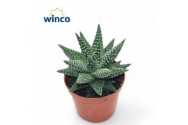 Haworthia margaritifera